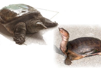 Turtle softshell Trionychidae
